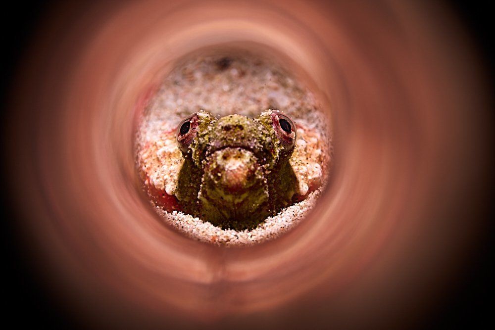 Портрет  art-tube