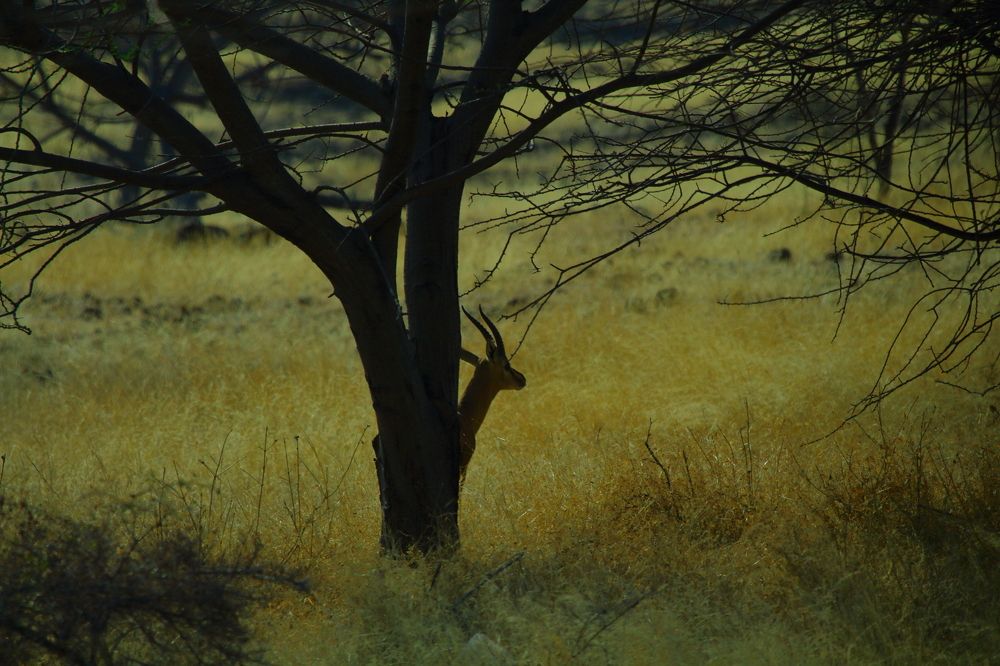 They Protect them self