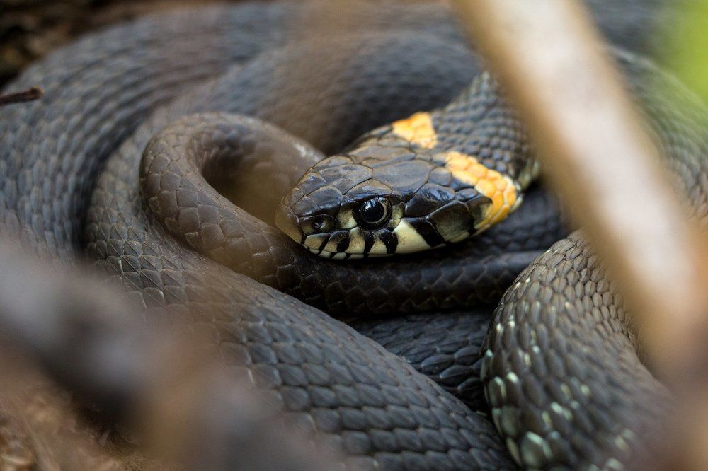 Photograph by Андрей Кульков