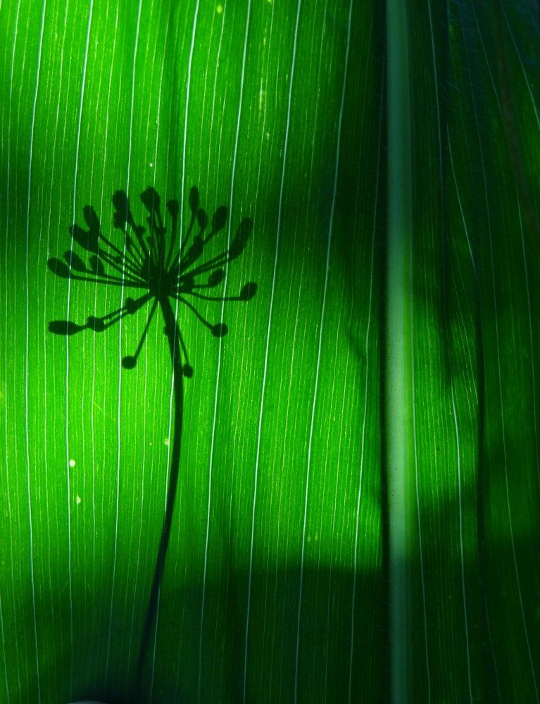 Театр теней