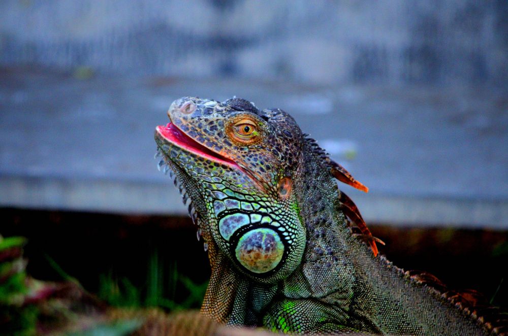 Iguana