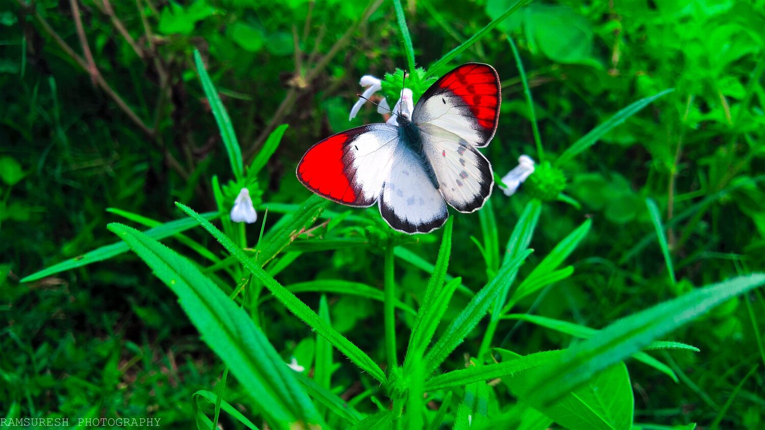 Buttterfly