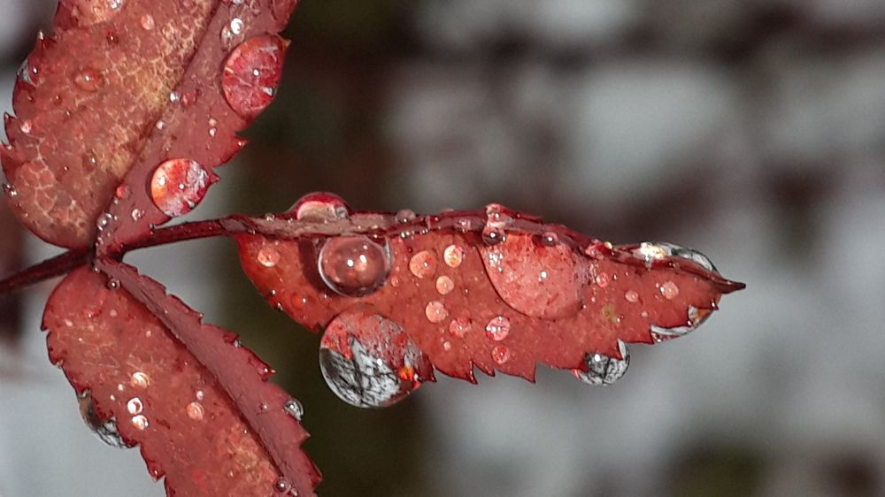 Photo #2704173