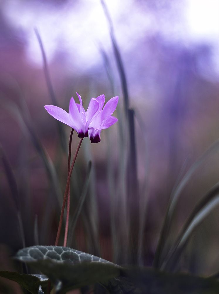 лесная пара