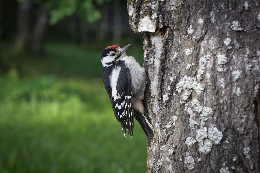 Photograph by Алексей Жданков