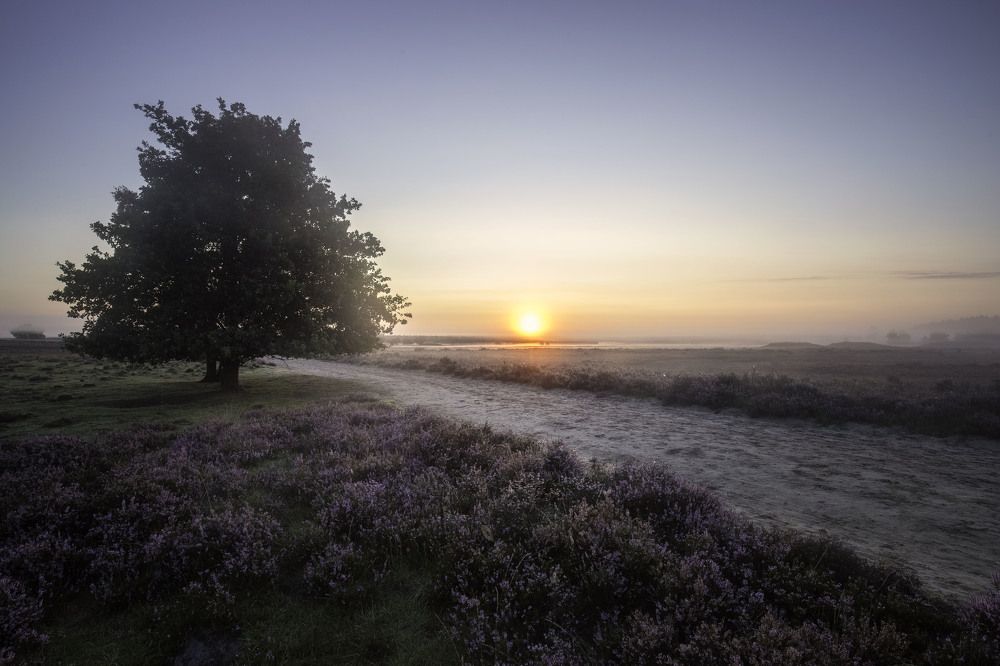 Heide, Ermelo,Holland