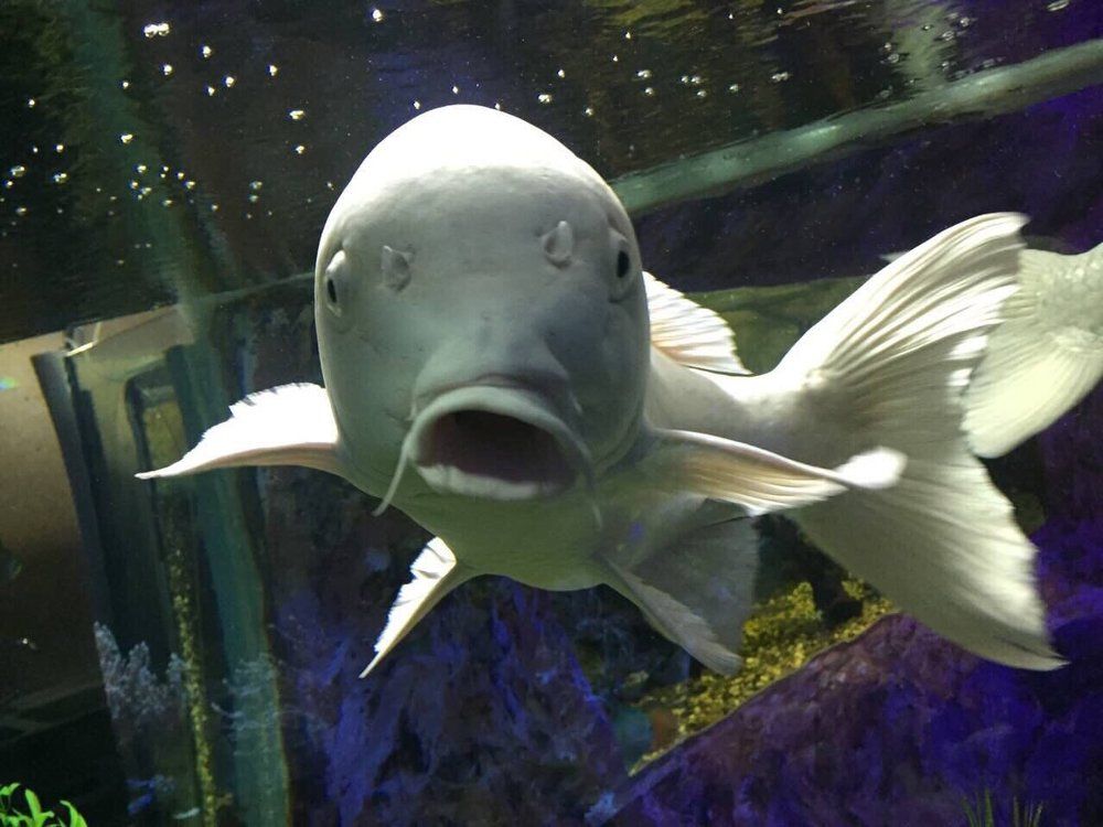 удивлённая рыба