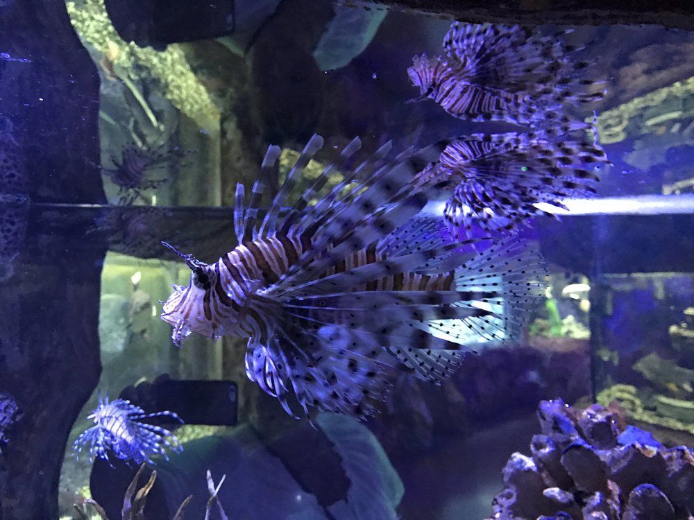 морская грация