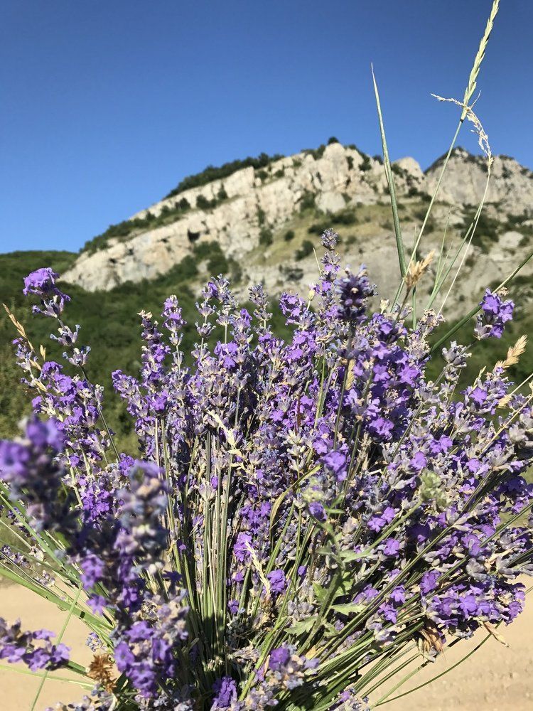 горная лаванда
