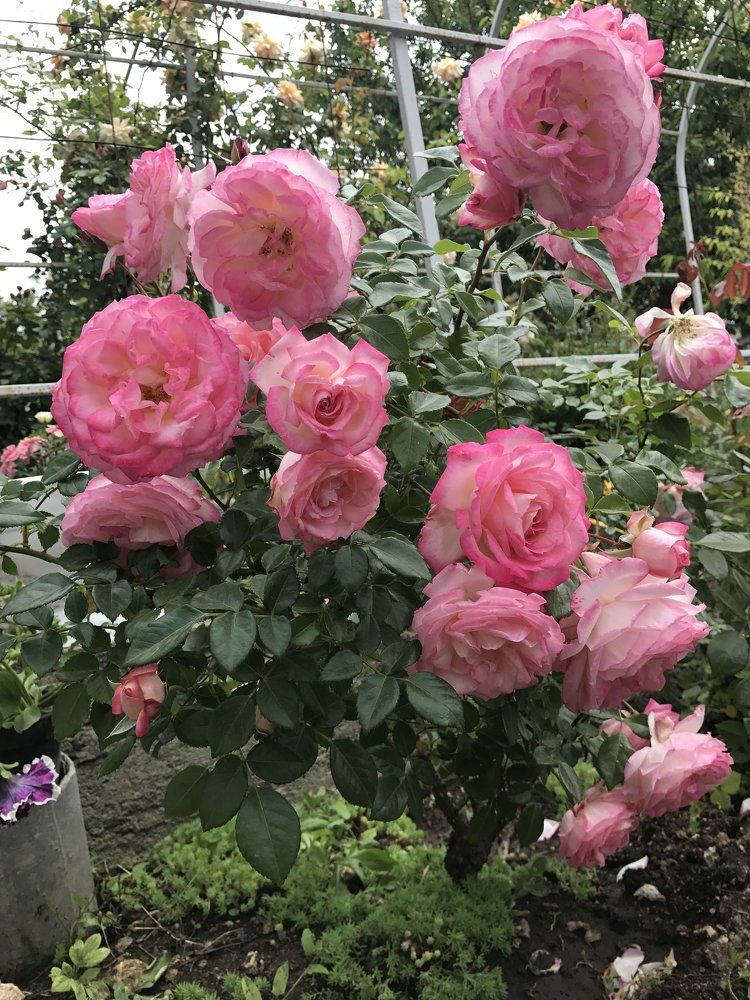 домашний натюрморт