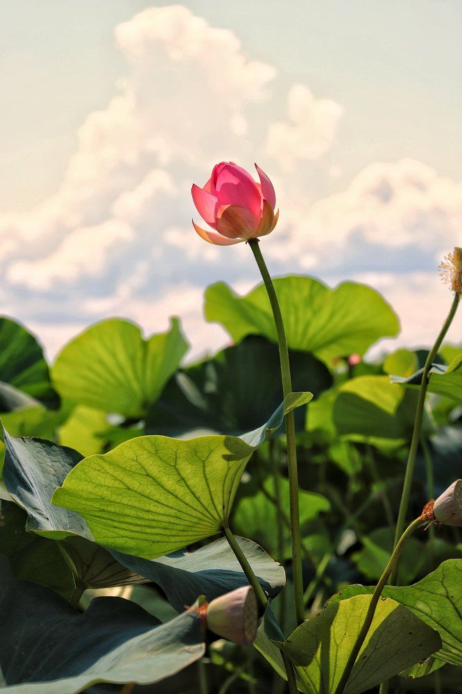 Цветок лотоса