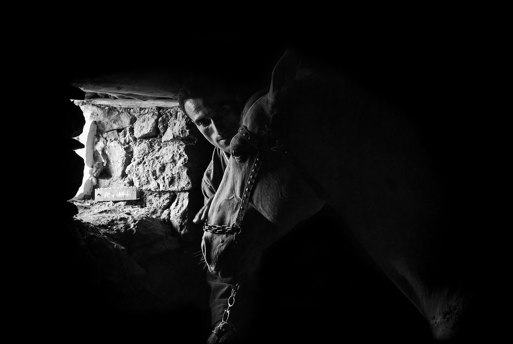 Male and horse friendship