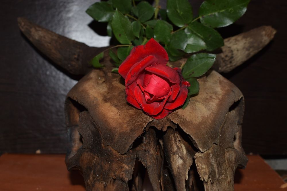 Photograph by Ирина Дашкова-Красникова