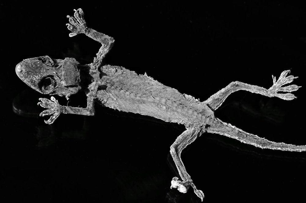 Petrified Lizard.