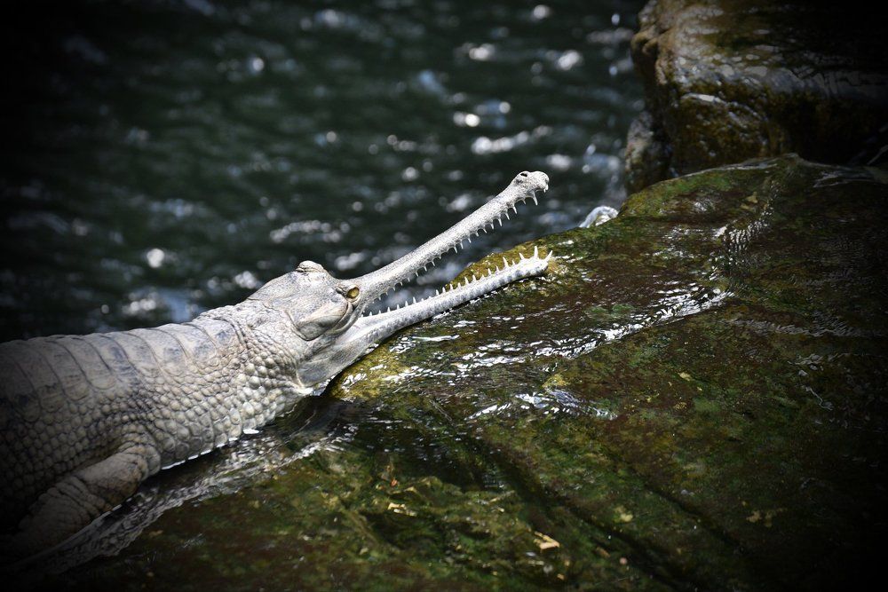 Gharial
