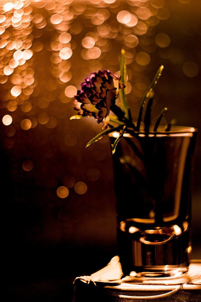 В золотых лучах заката