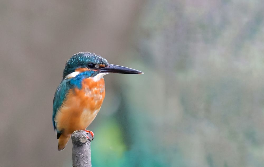 Common Kingfisher