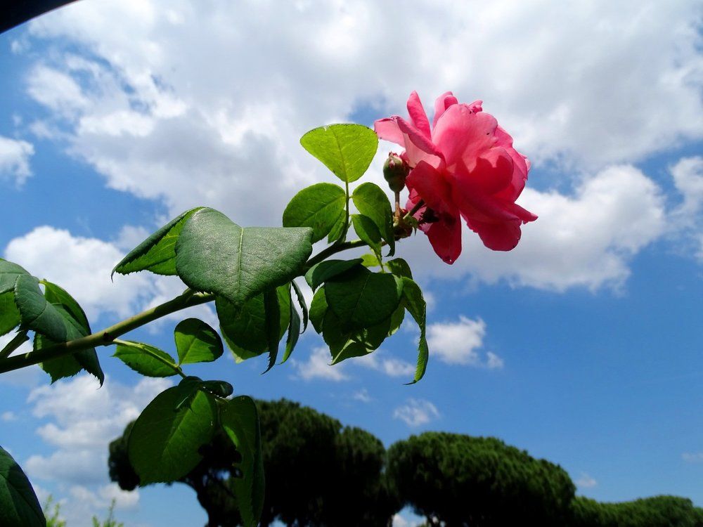 Photograph by Юлия