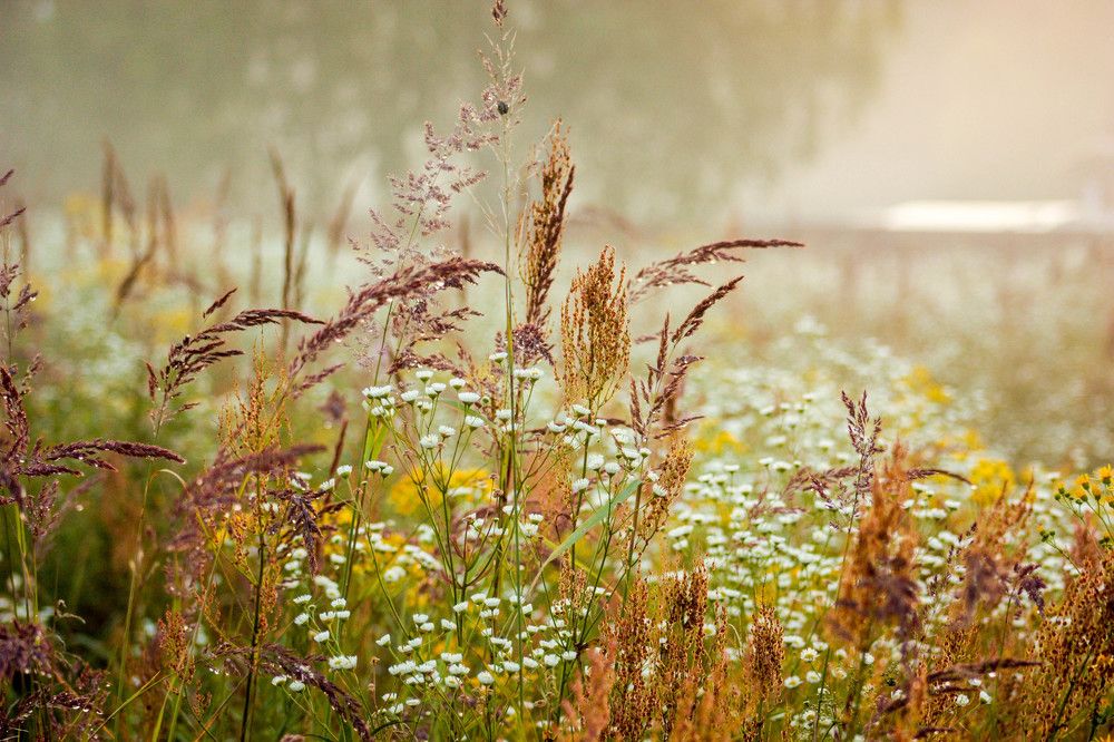 Полевые травы