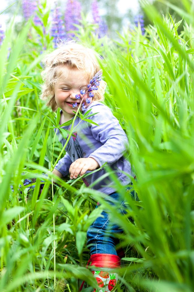 В люпиновом поле