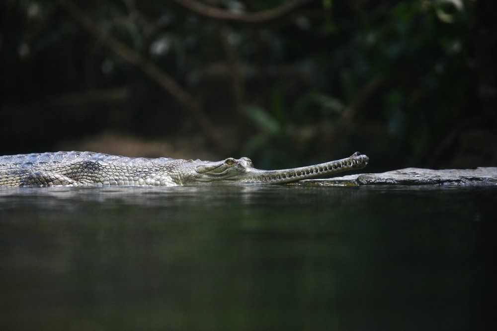 Gharial