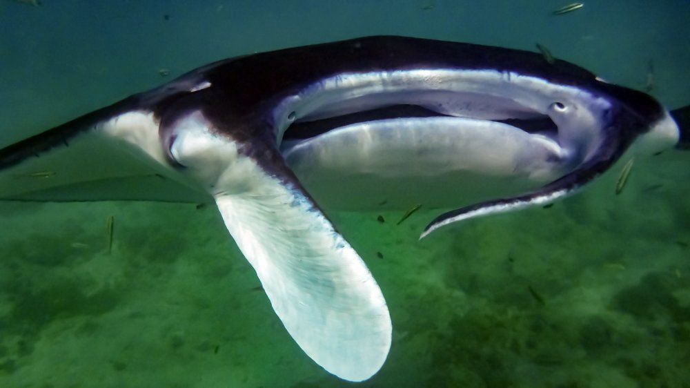 Mantaray