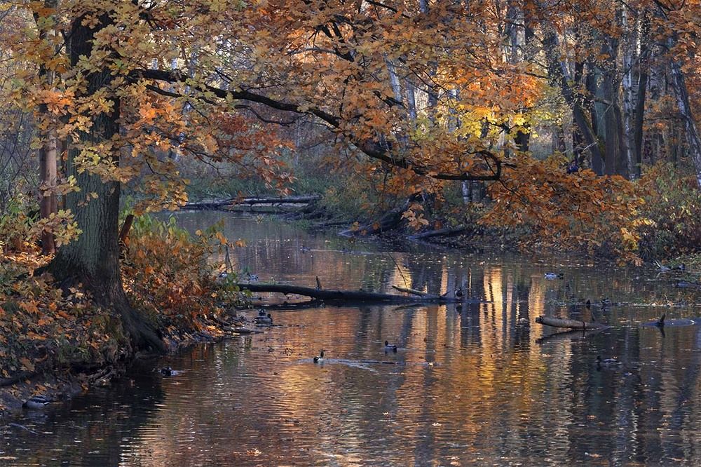 Осень и утки...