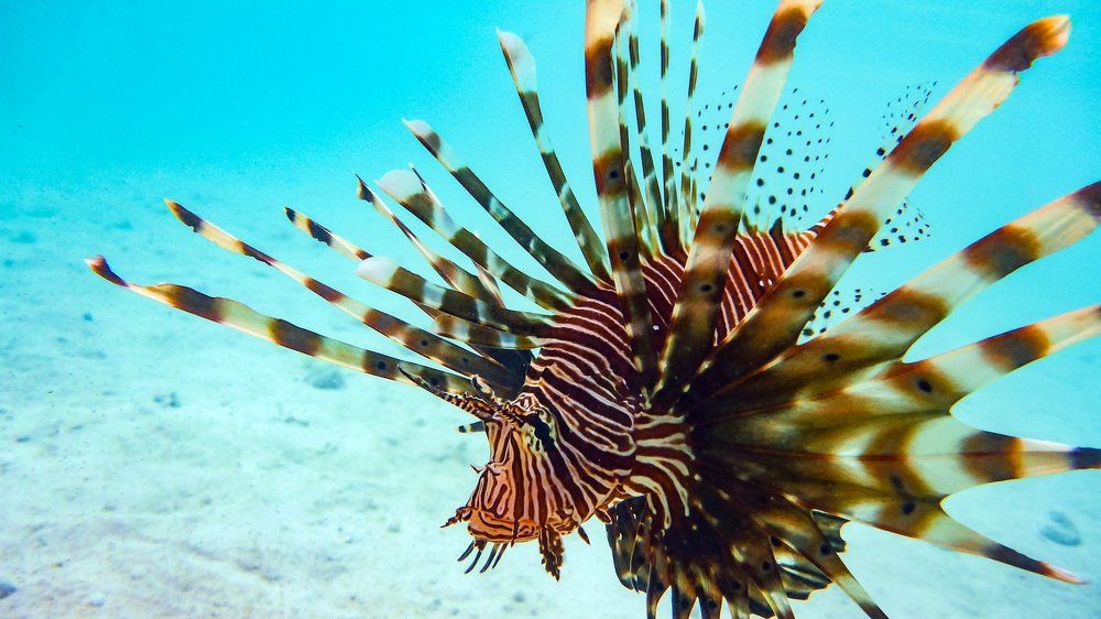 Lionfish