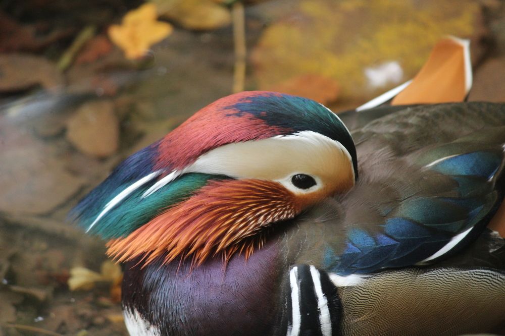 mandarin duck
