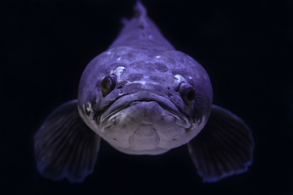 А ты внёс вклад в сохранение подводного мира?