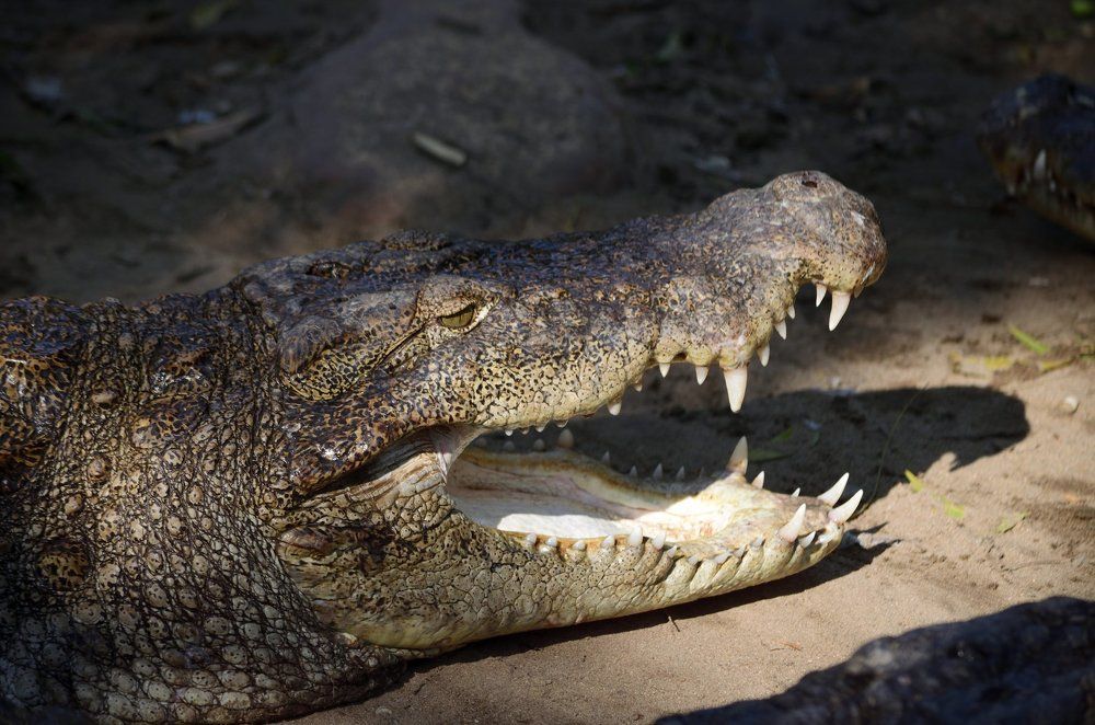 Crocodile head & teeth