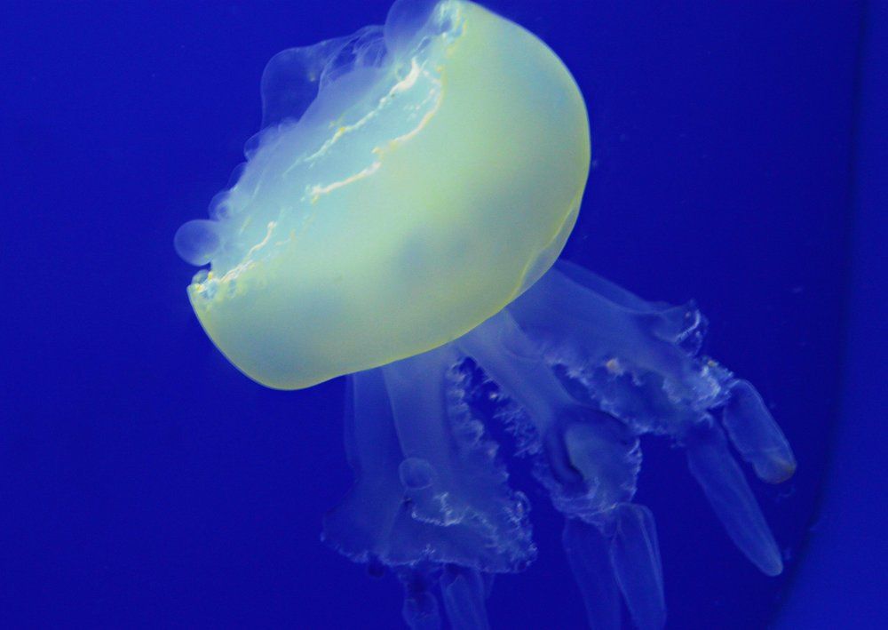 Jelly fish