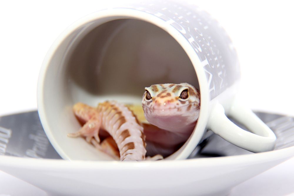 Чашечка
