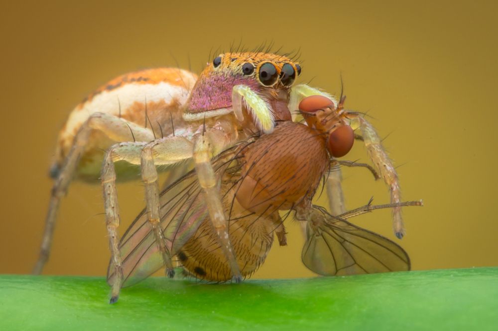 a BIG meal for a LITTLE one