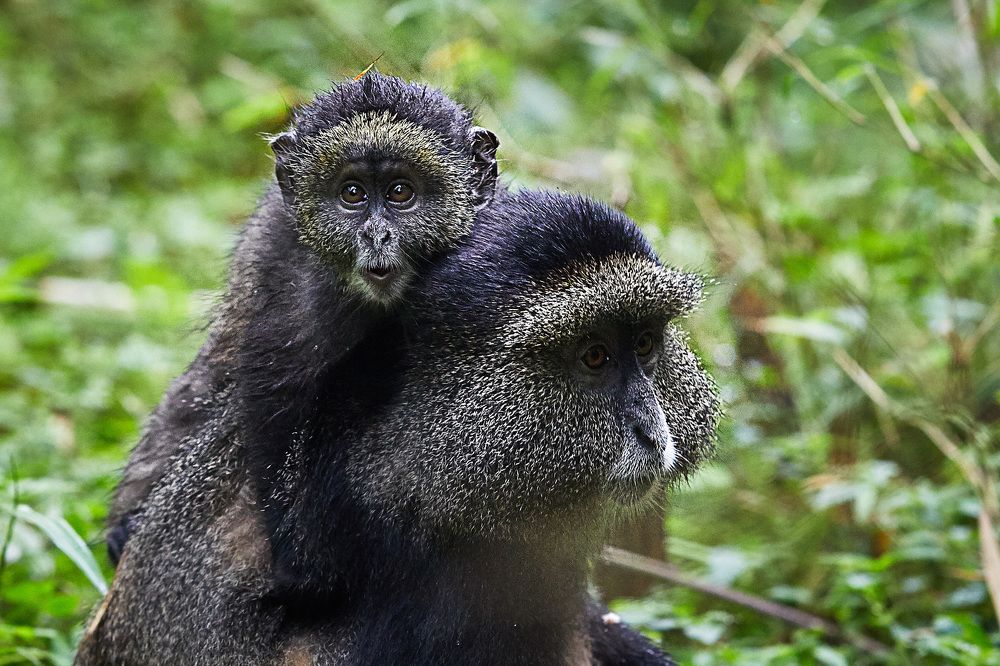 Высоко сижу