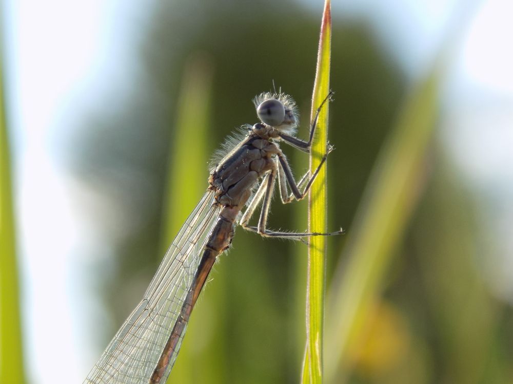 Dragonfly in the sun