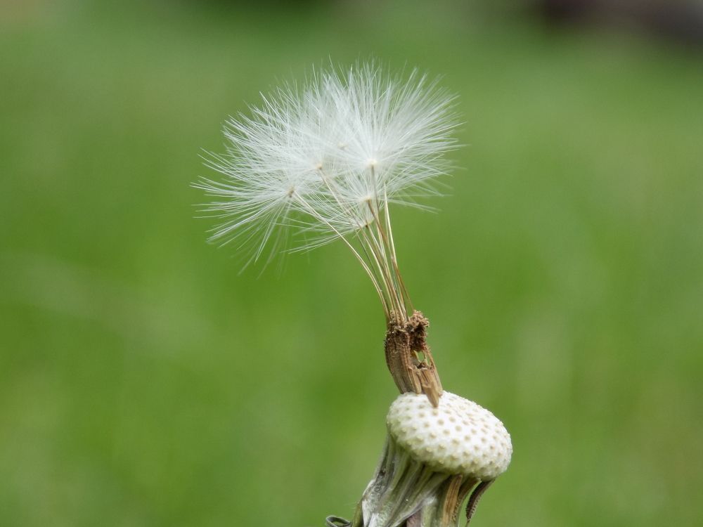 Solo in the wind