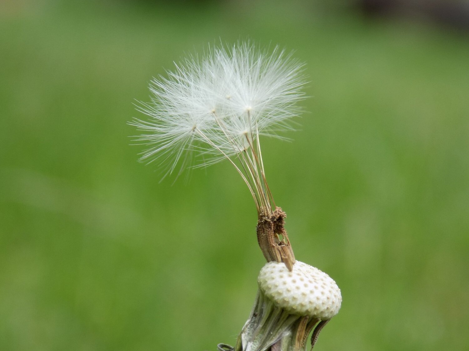 Solo in the wind