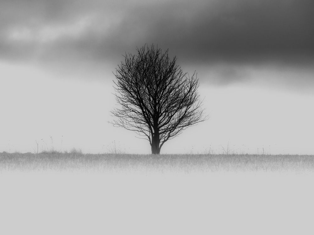 The Lonely Tree