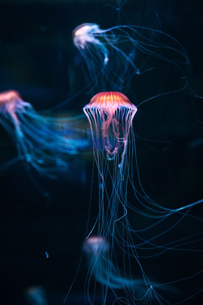 Beauty under the sea