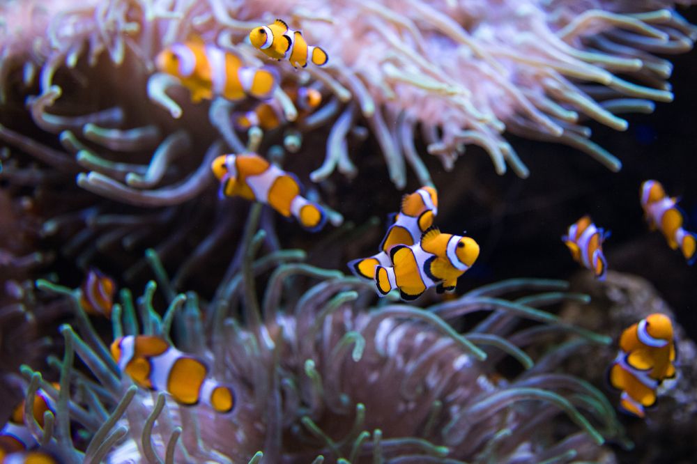 Clown fishes