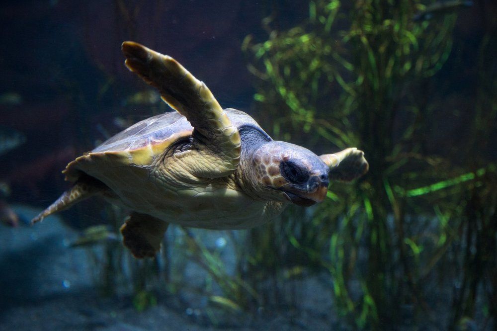 Sea ​​turtle