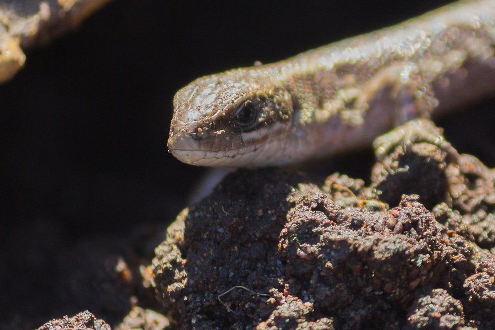 Photograph by Андрей Лекомцев