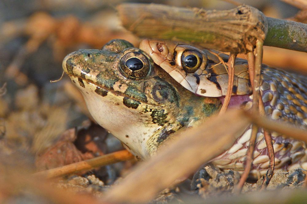 stories if two different eyes