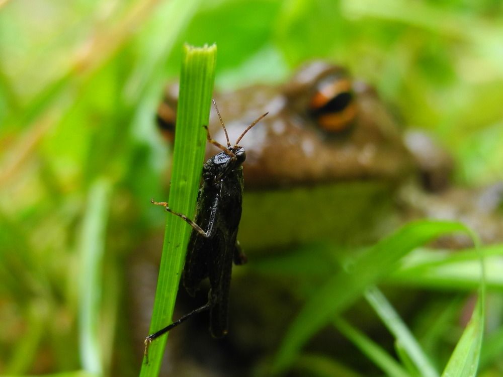 В траве СИДЕЛ кузнечик