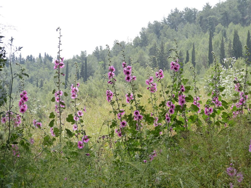 Photo #2705861
