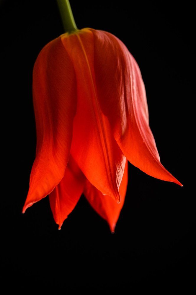 Photograph by Larisa Cekanaviсa