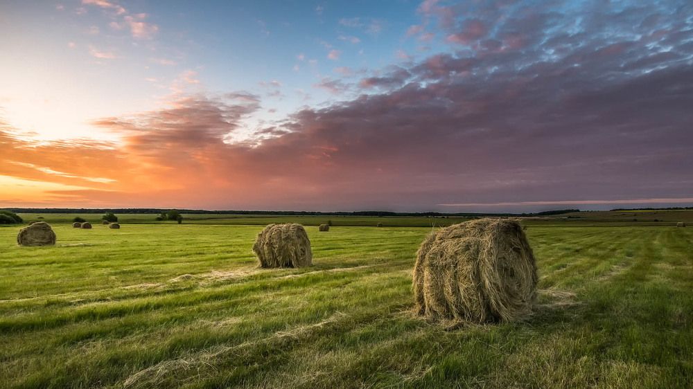 По свежескошенным лугам../On freshly cut grasslands ..