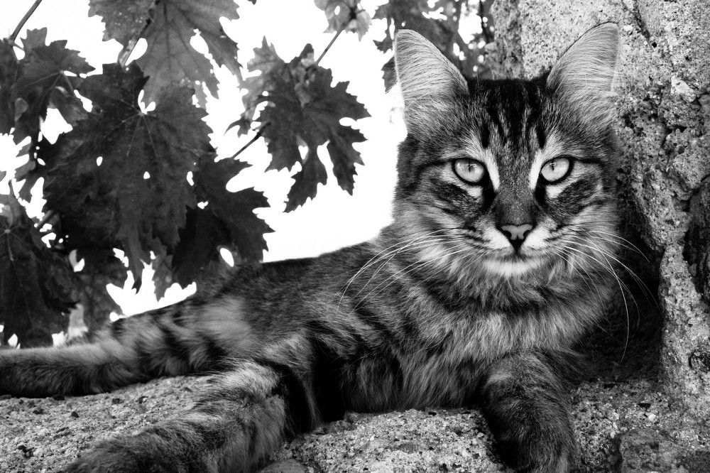 Black and White Kitty