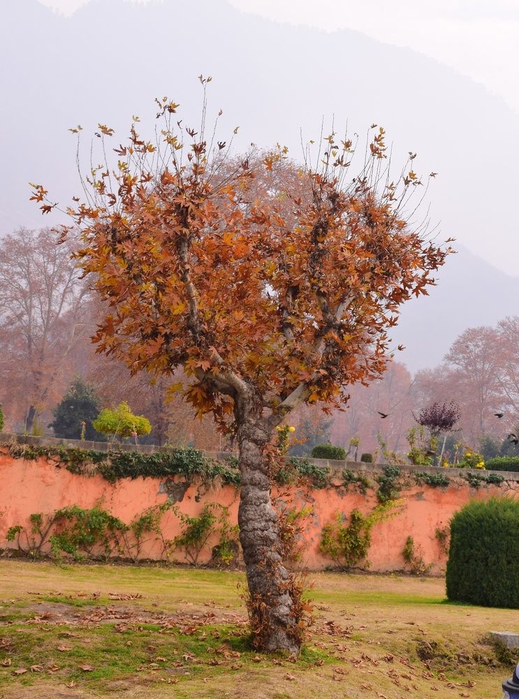 Autumn